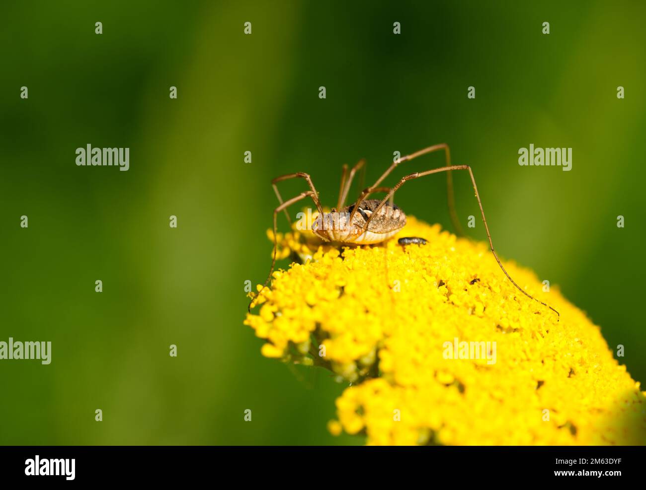 Erntemaschine auf der gelben Blume der Schafgarbe. Insektennahaufnahme vor grünem Hintergrund. Spinne mit langen, dünnen Beinen. Opilione. Stockfoto