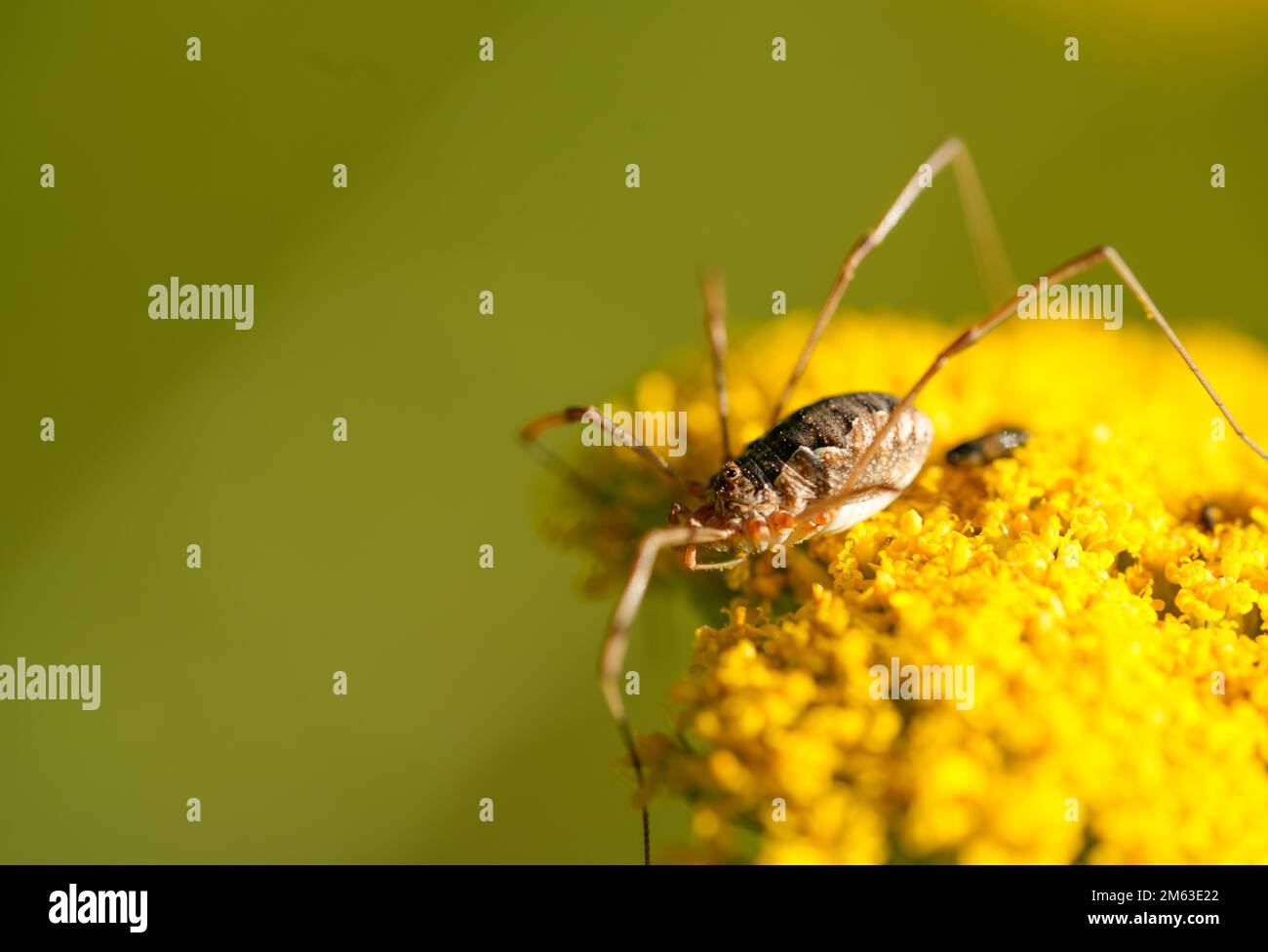 Erntemaschine auf der gelben Blume der Schafgarbe. Insektennahaufnahme vor grünem Hintergrund. Spinne mit langen, dünnen Beinen. Opilione. Stockfoto