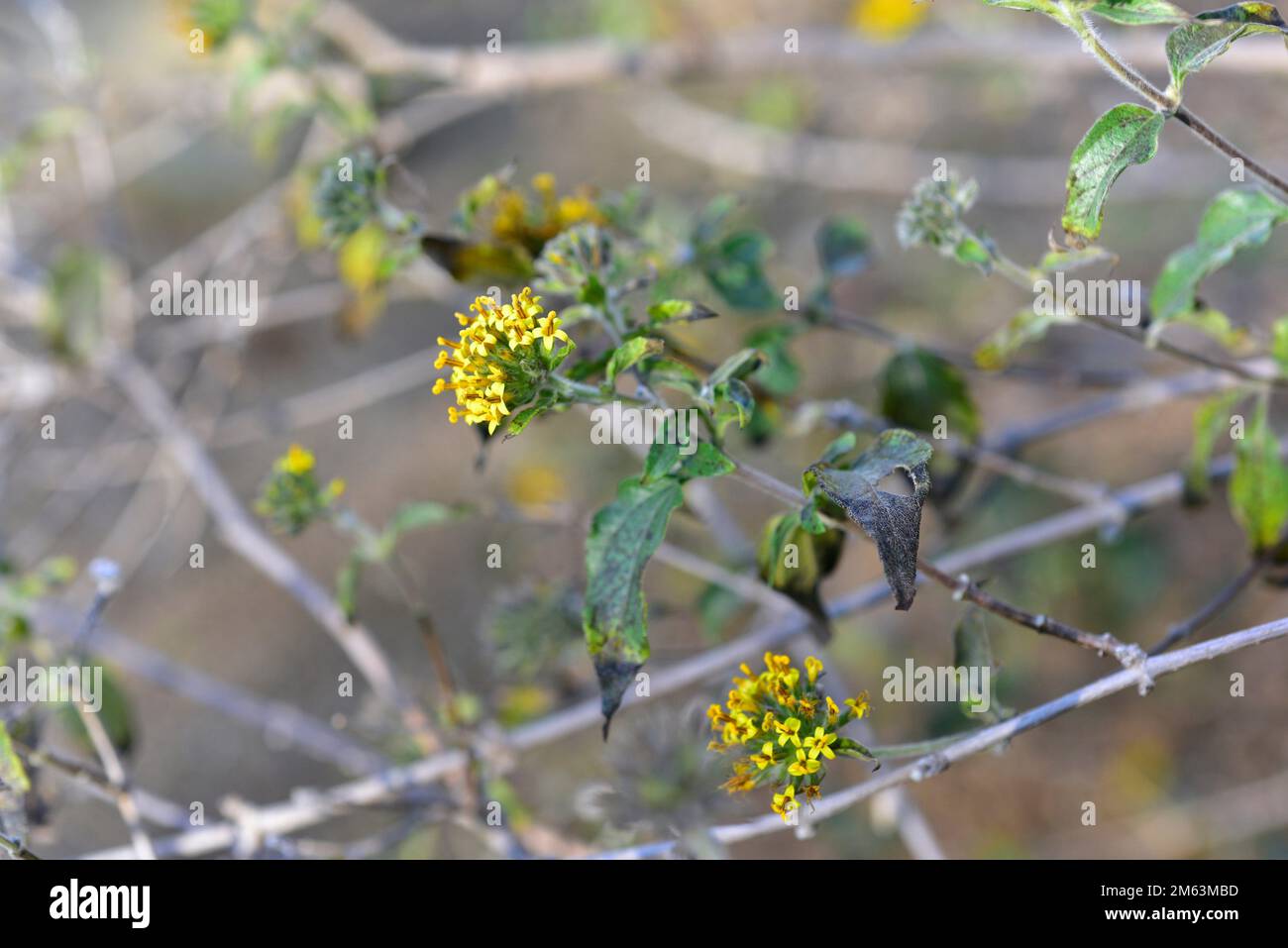 Der Kopf der Puppe (Lagascea decipiens) ist ein im Westen Mexikos heimischer Strauch. Infloreszenz-Detail. Stockfoto