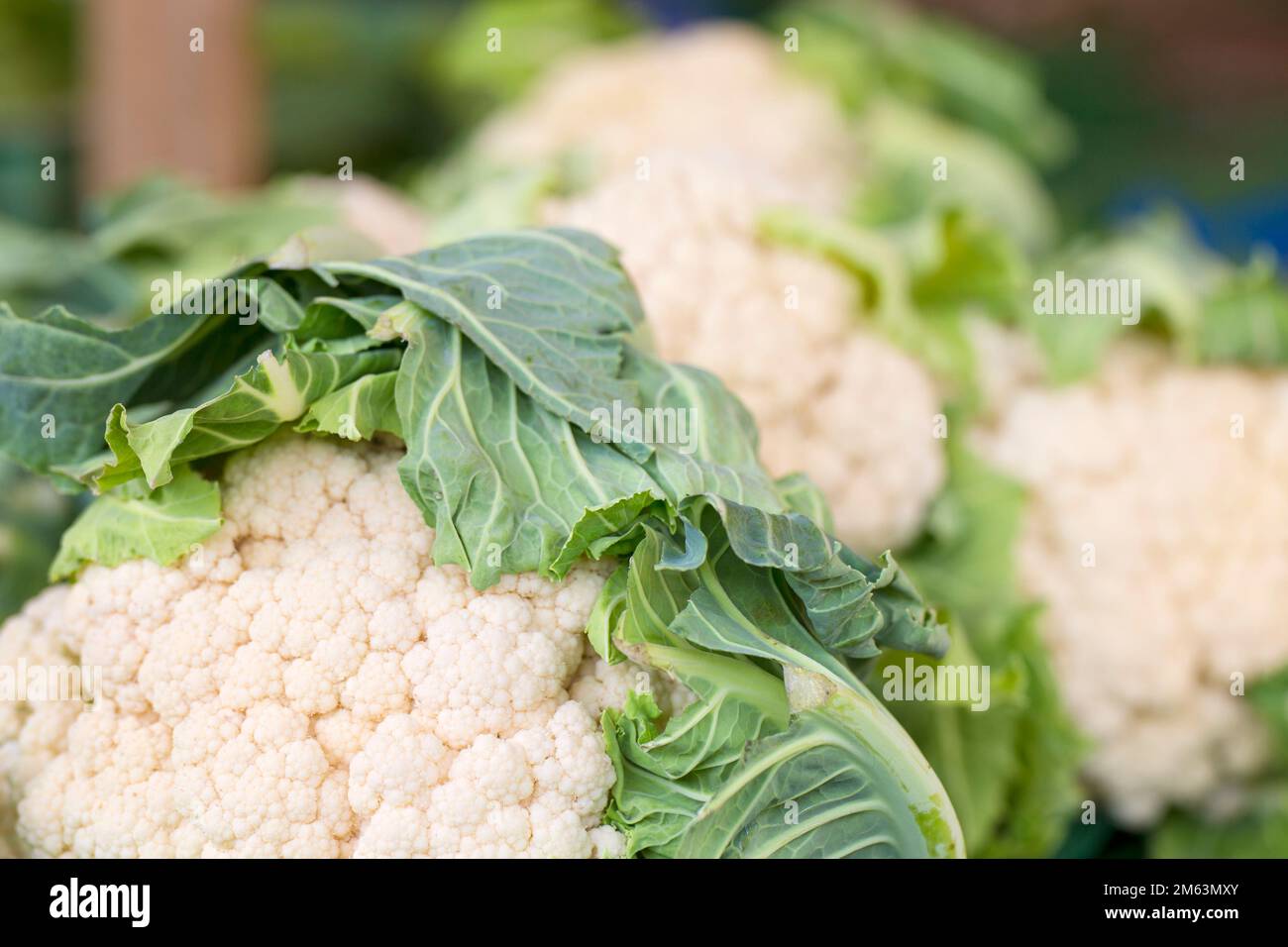 Frischer Blumenkohl auf einem lokalen Markt mit regionalen Bio-Lebensmitteln in Deutschland Stockfoto