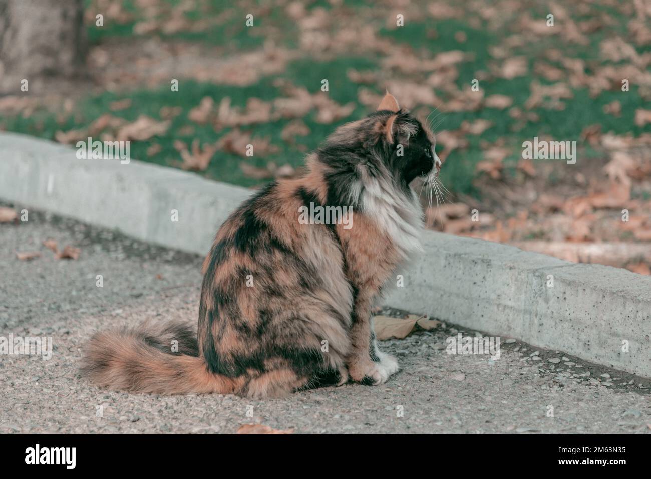 Katze Stockfoto