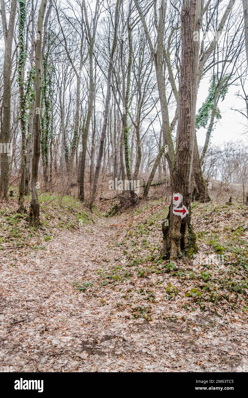 Blick auf den Laubwald des Nationalparks Fruska Gora in Vojvodina, Serbien, nicht weit von der Stadt Novi Sad. Stockfoto