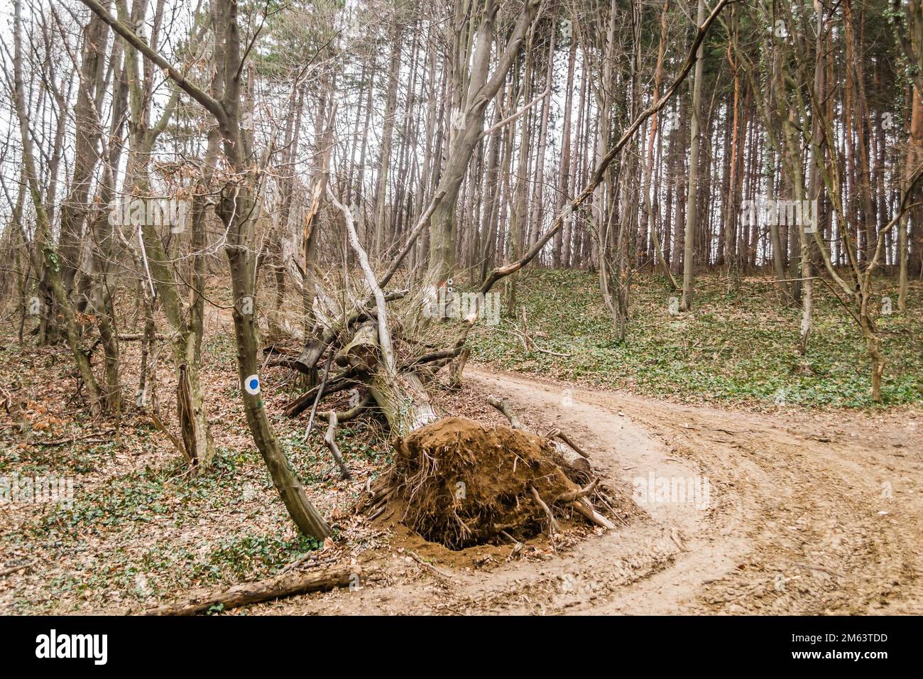 Blick auf den Laubwald des Nationalparks Fruska Gora in Vojvodina, Serbien, nicht weit von der Stadt Novi Sad. Stockfoto