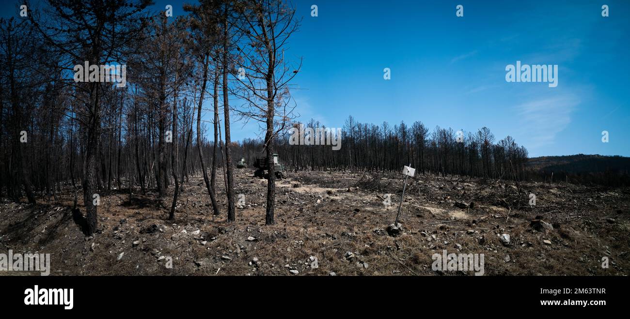 Breites Panorama von verbrannten Kiefernwäldern und Holzfällern Stockfoto
