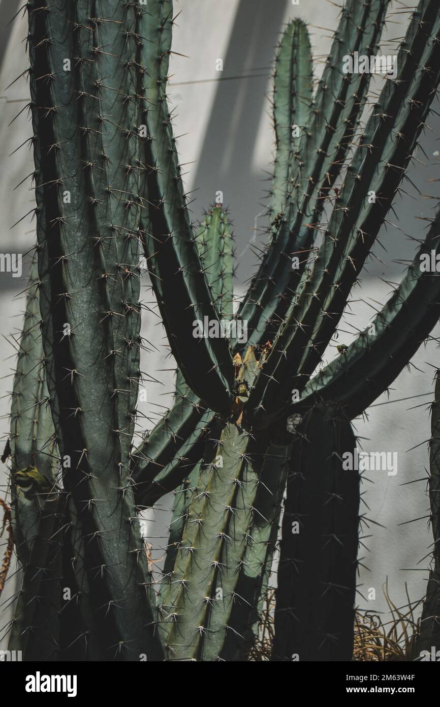 Stacheligen Kaktus Pflanze, mit langen Dornen in der Isolation. Closeup  Detail der stacheligen Kakteen Stammzellen Stockfotografie - Alamy