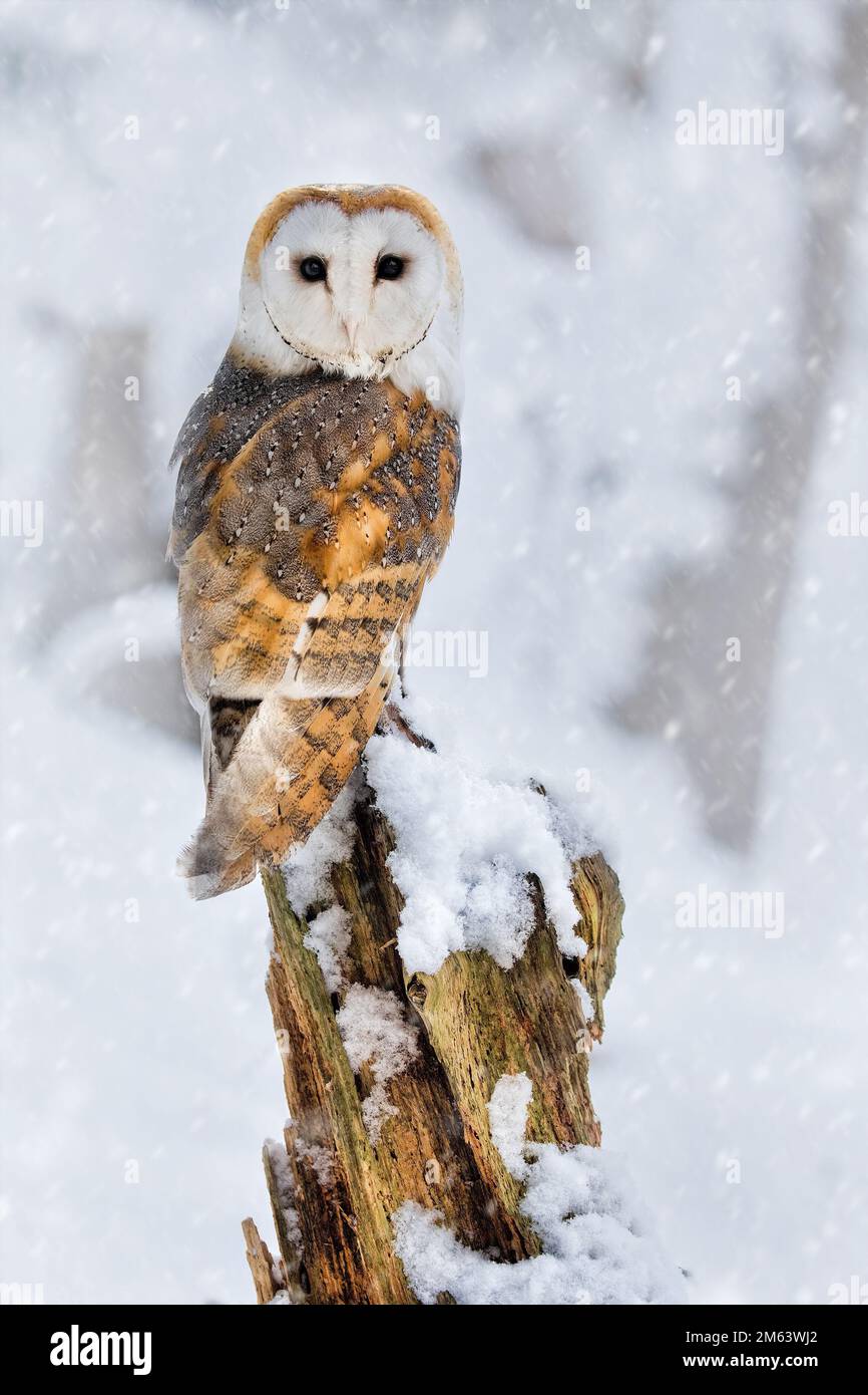 Scheuneneule im Schnee. Wildtiere im Winter. Tito Alba männlicher Scheuneneule, der in die Kamera blickt, mit einem verschneiten Hintergrund. Stockfoto
