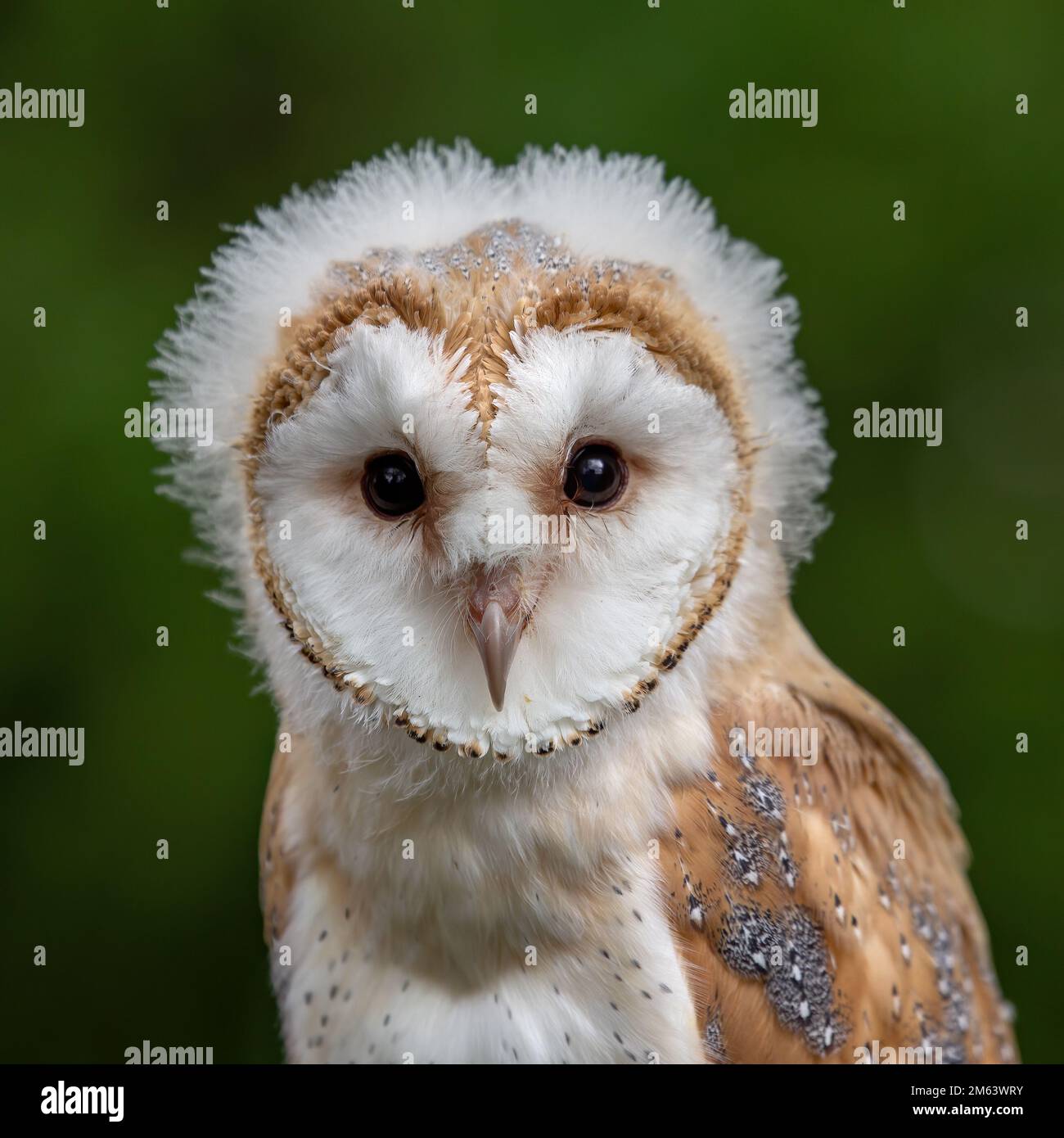 Baby-Scheune-Eule, jugendliches Weibchen ( Tyto Alba ) mit Fusseln und Federn. Tierwelt hoch oben in einer natürlichen Umgebung Stockfoto