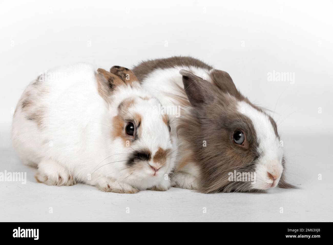 Porträt zweier Kaninchen auf weißem Hintergrund. Hasen sitzen da und schauen weg Stockfoto