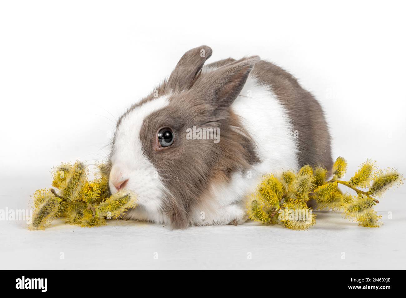 Porträt eines grauen Kaninchens mit Erlenblüten auf weißem Hintergrund. Das Kaninchen sitzt und schaut weg Stockfoto