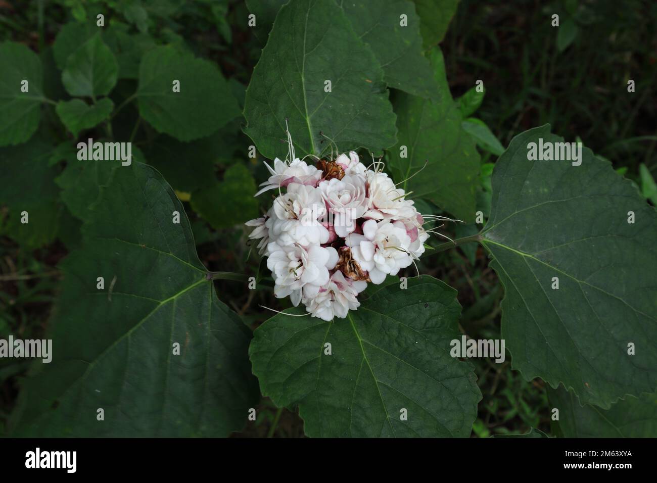 Uberblick über eine reife Blume des Glory Bower (Clerodendrum chinense) mit zwei toten Blüten Stockfoto