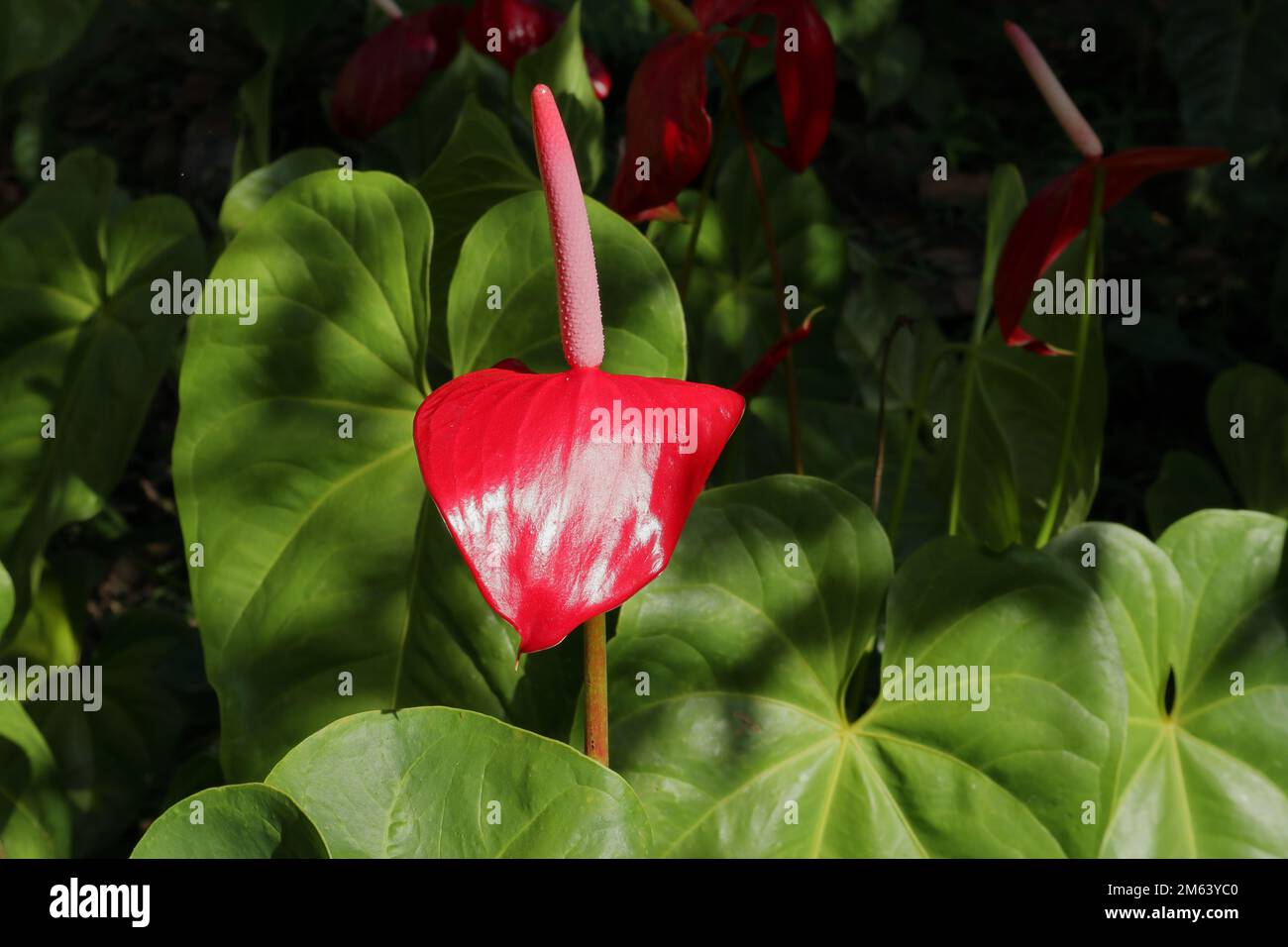 Seitenansicht einer blühenden roten Anthuriumblume auf direktem Sonnenlicht mit Blättern Stockfoto