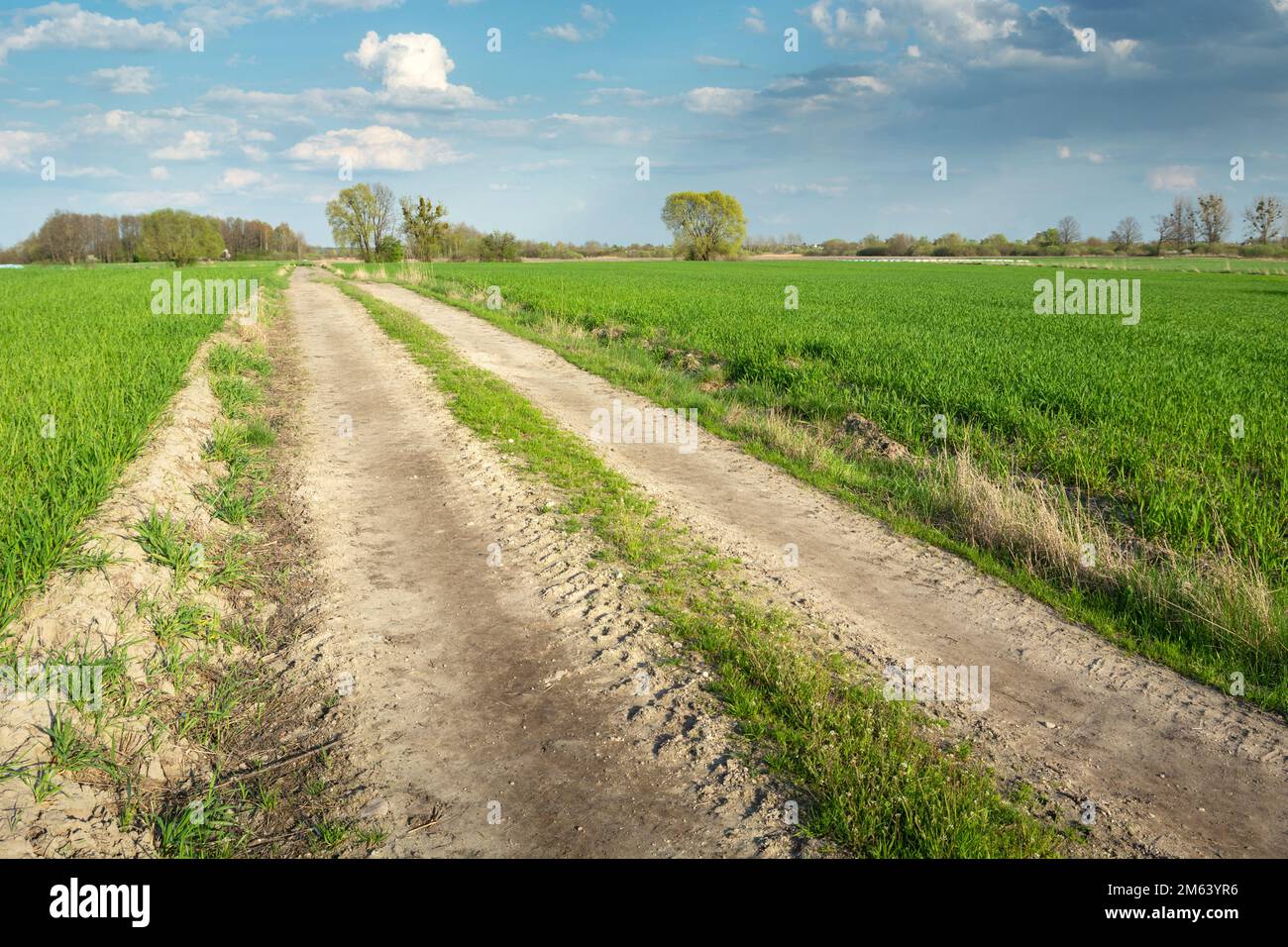 Ländliche Straße zwischen grünen Feldern, ländliche Landschaft im Mai, Ostpolen Stockfoto