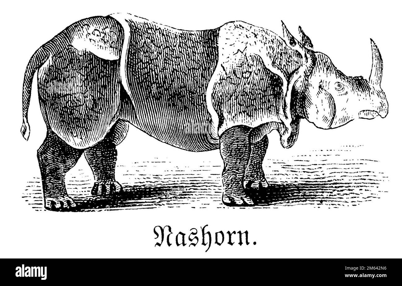 Indisches Nashorn, Rhinoceros unicornis (Bilderbuch, 1881), Panzernashorn, Rhinocéros indien Stockfoto