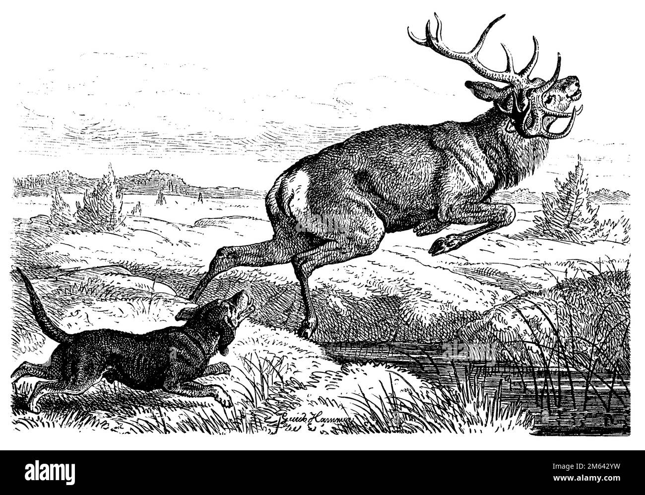 Rotwild, gejagt von Jagdhund, Cervus elaphus, (, ), Rothirsch, Von Jagdhund gejagt, cerf élaphe, chassé par un chien de chasse Stockfoto