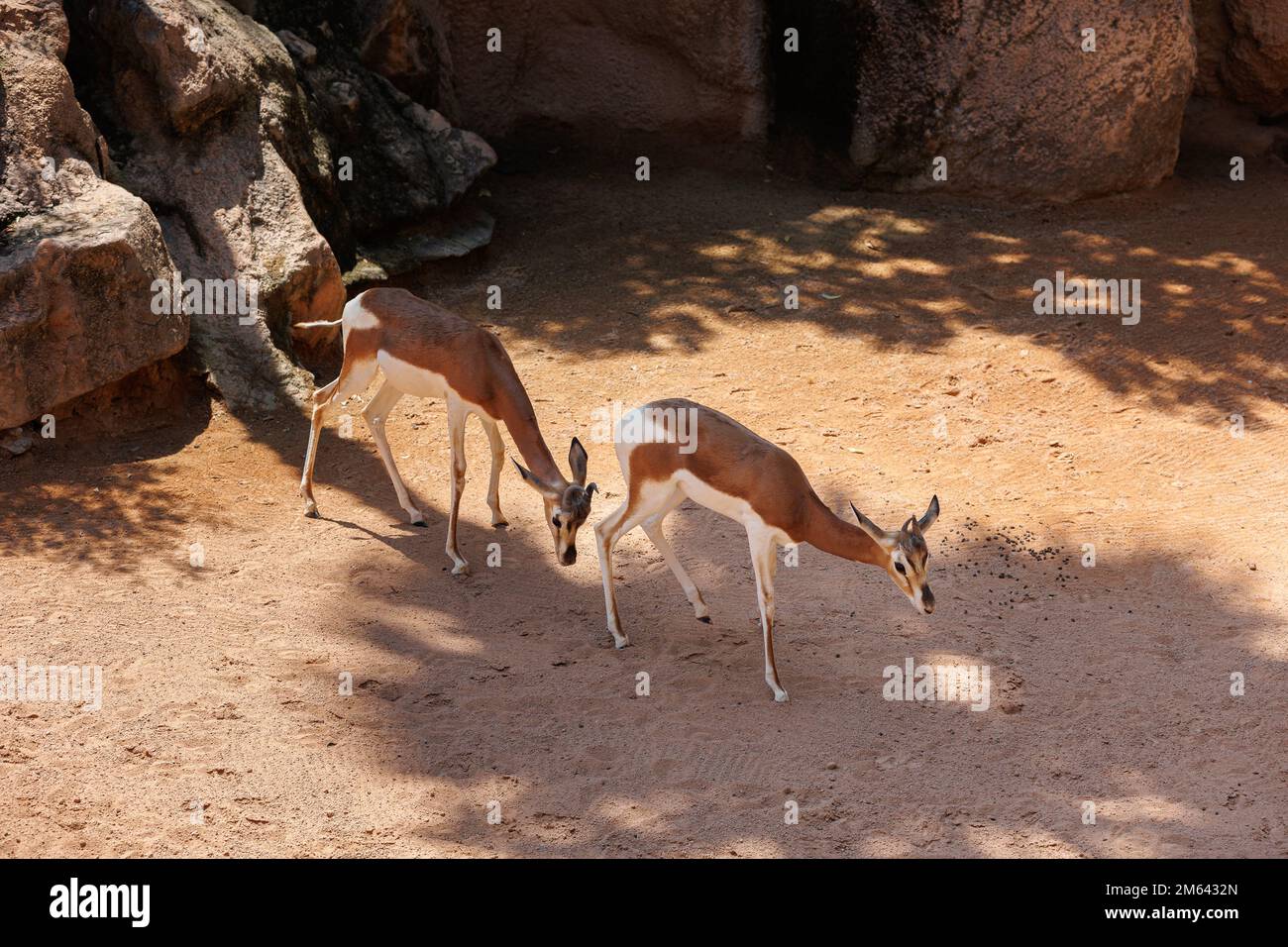 Die Dama Gazelle - Nanger Damm - auch bekannt als Addra Gazelle oder Mhorr Gazelle. Stockfoto