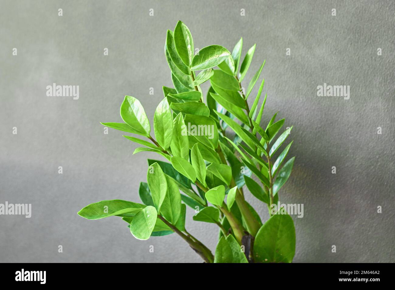Zamioculcas zamifolia - Dollarbaum. Tropische Zierhauspflanze. Heimpflanzenanbau. Stockfoto