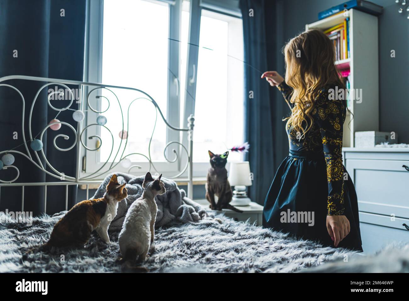 Eine Frau, die mit drei Devon Rex-Katzen auf einem Bett spielt. Hochwertiges Foto Stockfoto