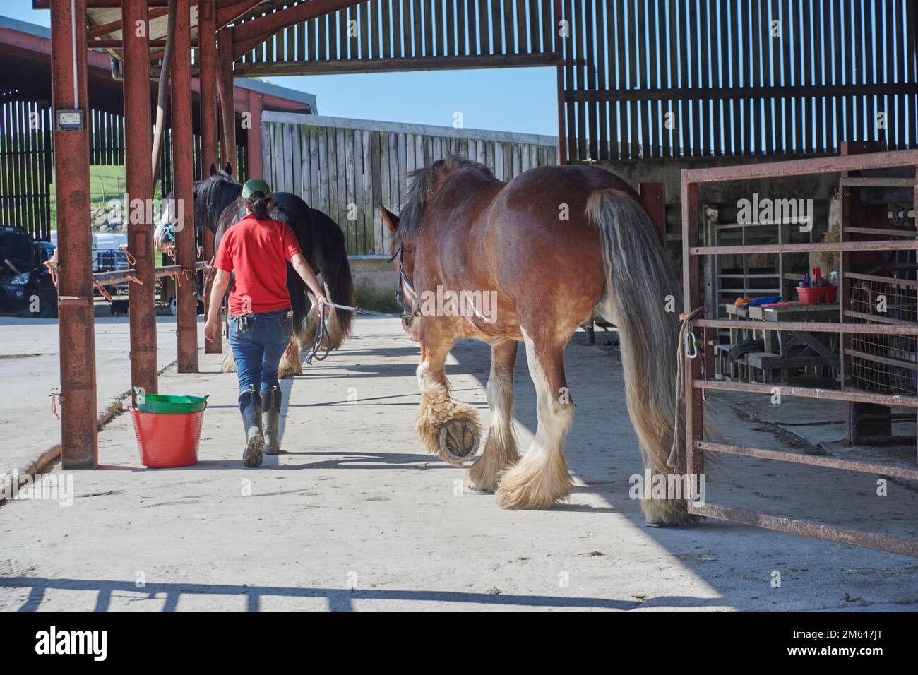 Clydesdale-Pferd im Sommer. Stockfoto