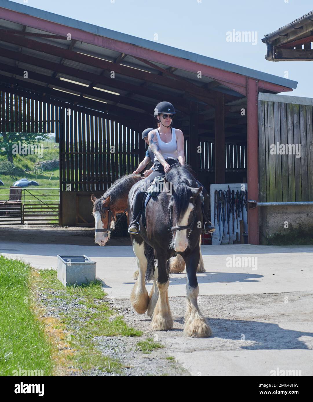 Wandern auf Clydesdale Draft Horses (Equus caballus) Stockfoto