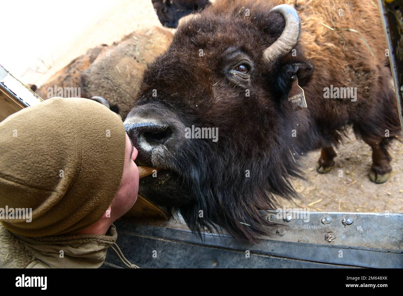 Landon Gunsauls, Spezialist für öffentliche Angelegenheiten im 90. Missile Wing Public Affairs, Kisses a Bison, am 30. März 2022 auf der Terry Bison Ranch in Cheyenne, Wyoming. Besucher der Ranch können an Zugfahrten teilnehmen, bei denen sie ermutigt werden, mit den Bisons zu interagieren. 20 AF, 90 Missle Wing, AFGSC, Wild Life, Tiere, Reisen, Stockfoto