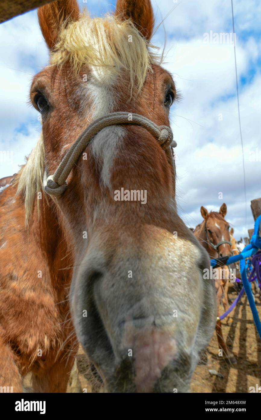 Ein Haflinger Horse steht auf der Terry Bison Ranch, 30. März 2022, in Cheyenne, Wyoming. Besucher der Ranch können auch an ein- oder zweistündigen geführten Ausritten oder Ponyreiten teilnehmen. 20 AF, 90 Raketenflügel, AFGSC, Wild Life, Tiere, Reisen, Stockfoto