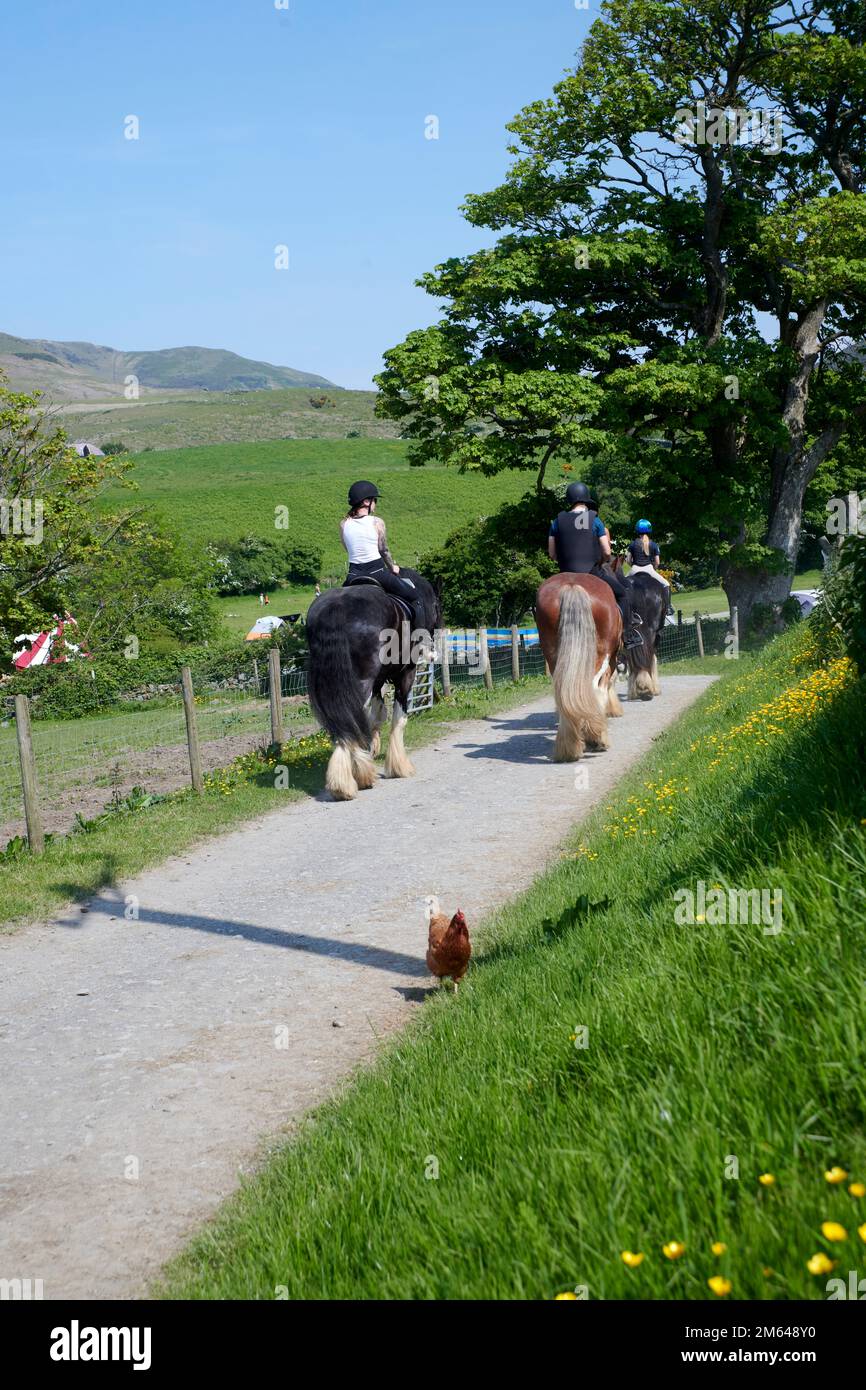 Wandern auf Clydesdale Draft Horses (Equus caballus) Stockfoto