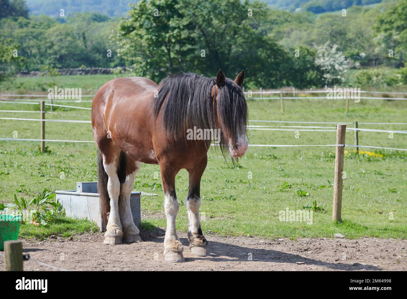 Clydesdale-Pferd im Sommer. Stockfoto
