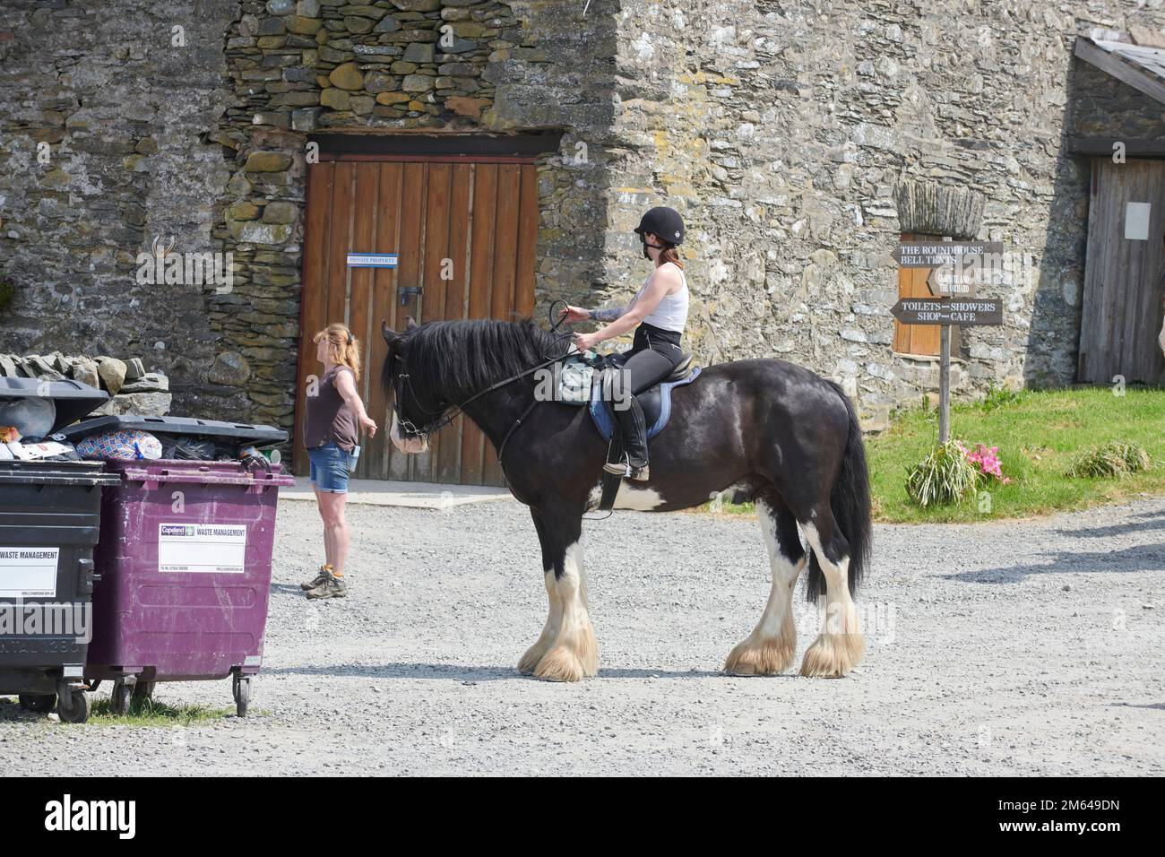 Clydesdale-Pferd im Sommer. Stockfoto