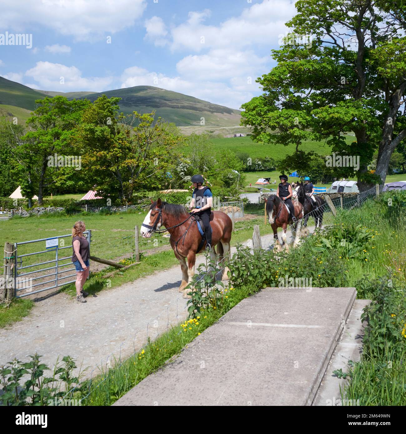Wandern auf Clydesdale Draft Horses (Equus caballus) Stockfoto