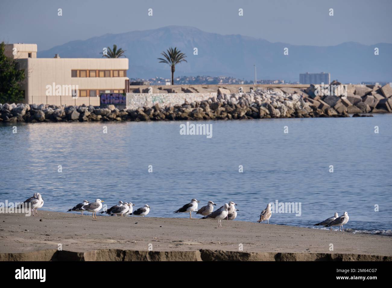 Möwen am Strand von Fuengirola, Provinz Málaga, Spanien. Stockfoto