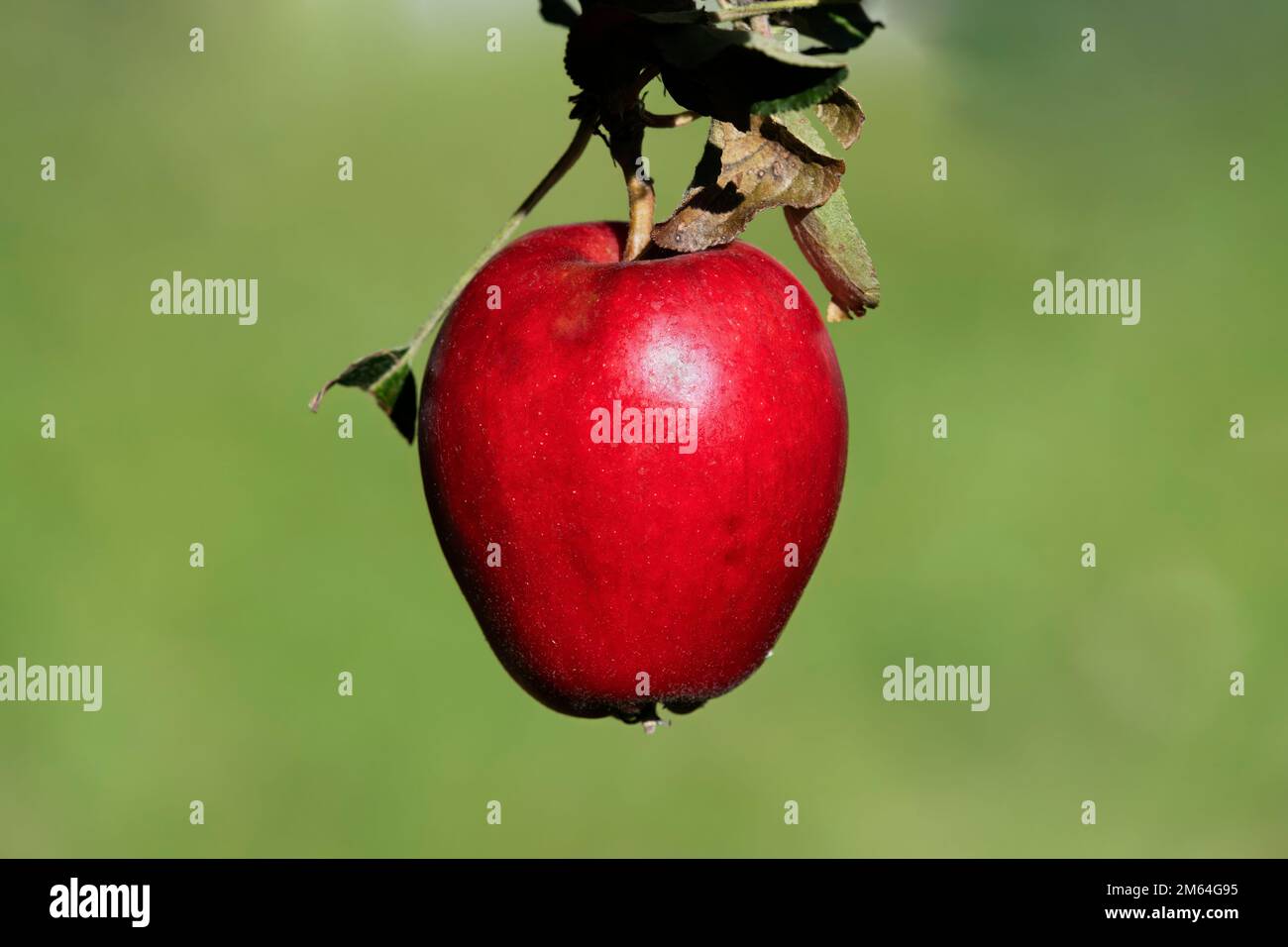 Apple in einem Baum Stockfoto