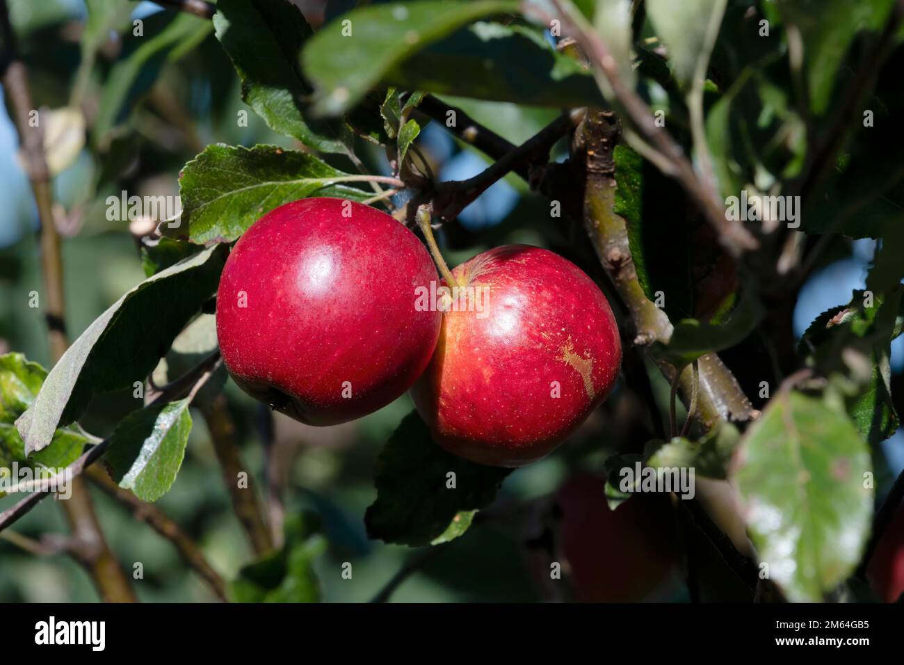 Äpfel in einem Baum Stockfoto