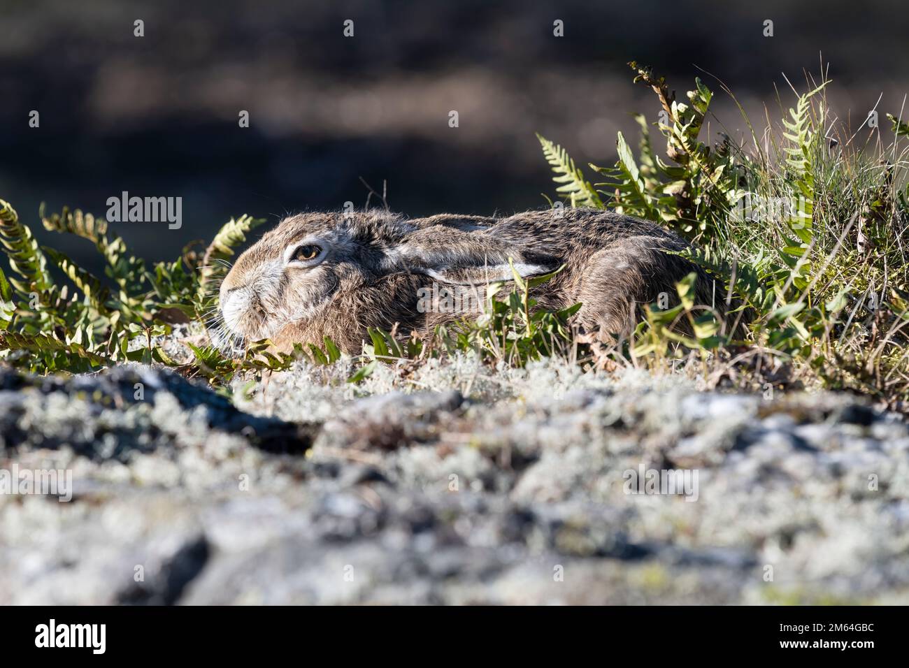 Europäischer Hase, der sich versteckt und ausruht Stockfoto