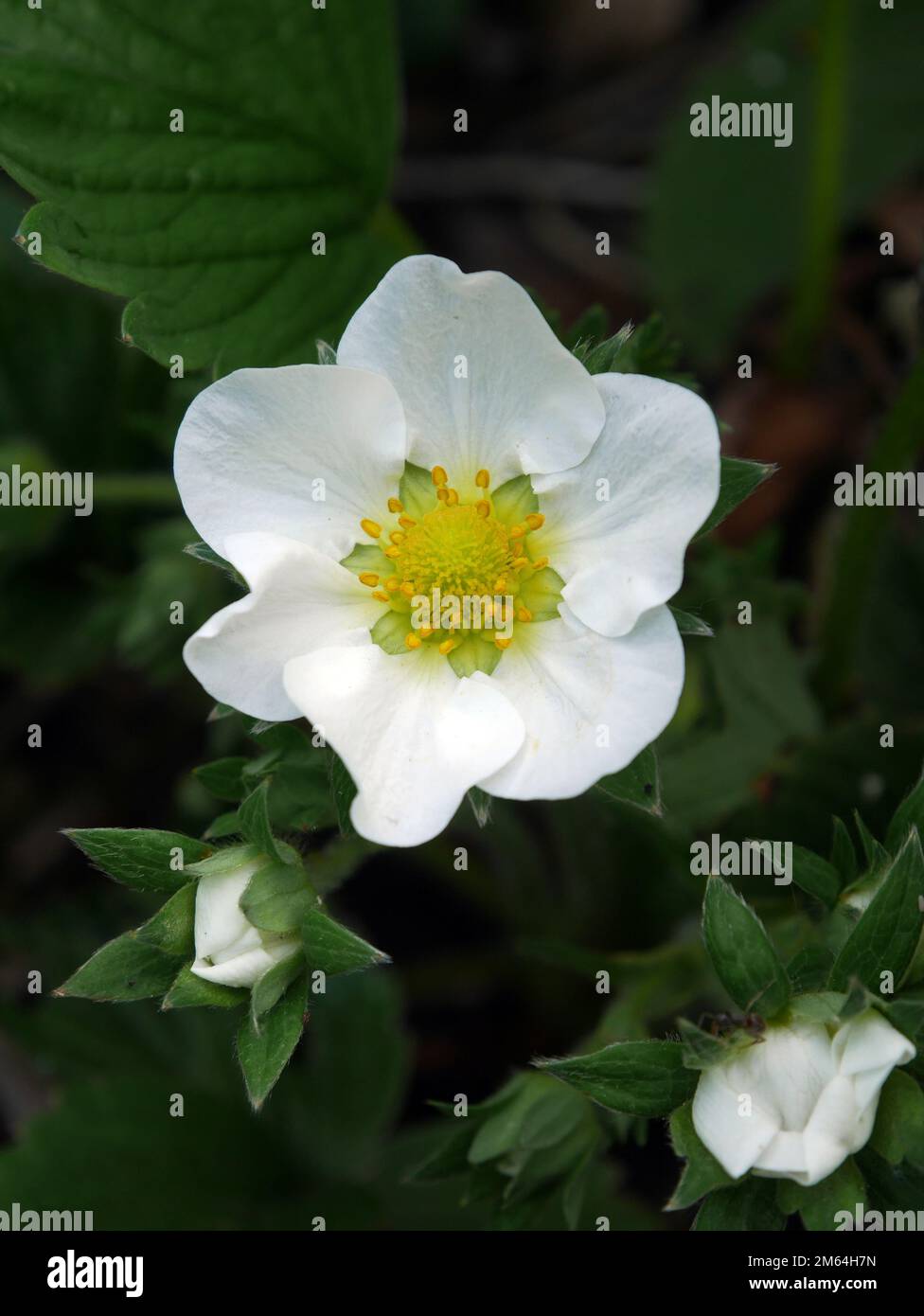 Erdbeerblume in voller Blüte mit schlafenden Knospen, mit weißen Blütenblättern vor dunklem Hintergrund. Stockfoto