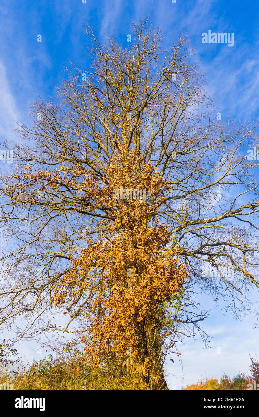 Eiche im Winter gegen blauen Himmel - Frankreich. Stockfoto