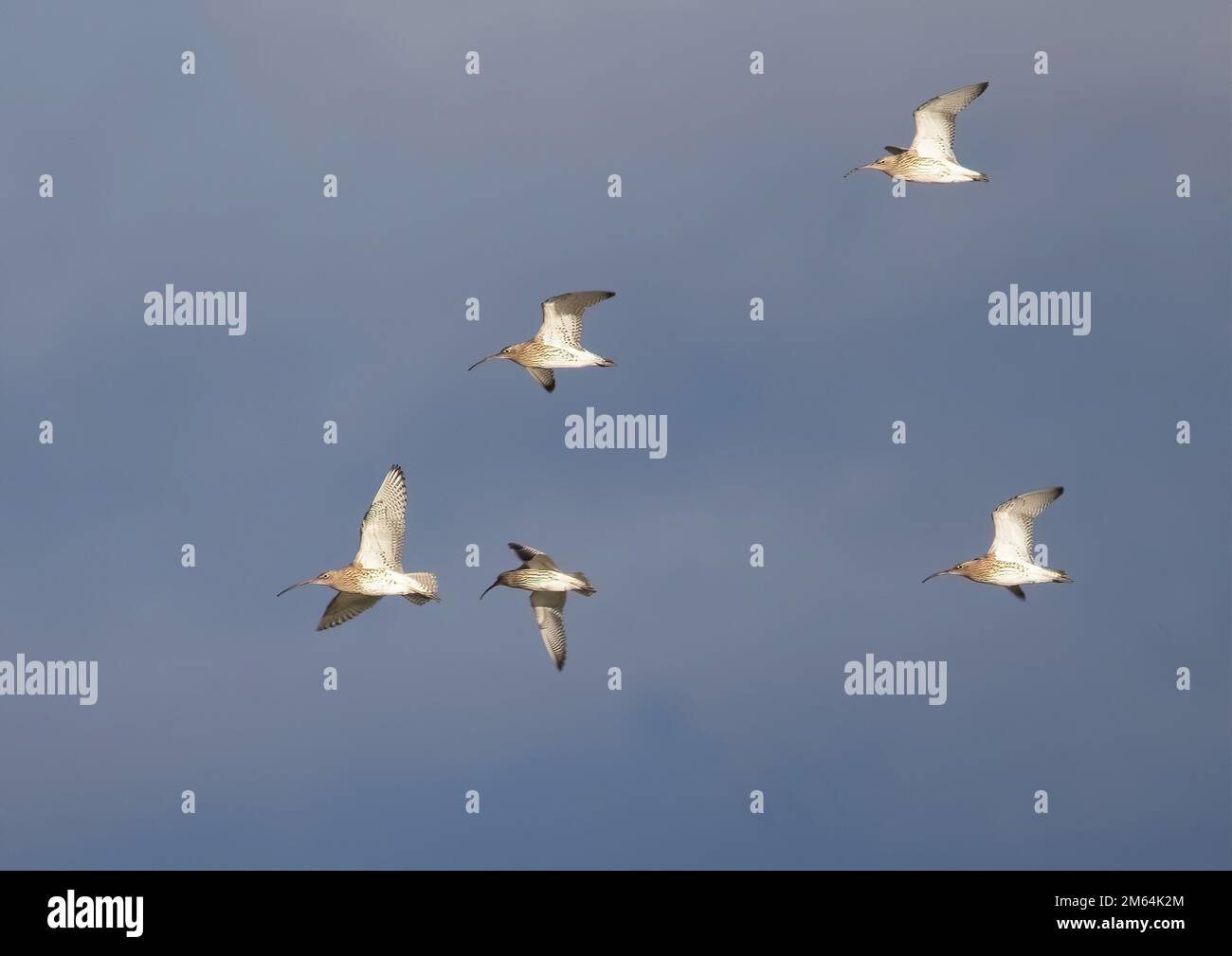 Curlews im Flug, (Numenius arquata) Stockfoto