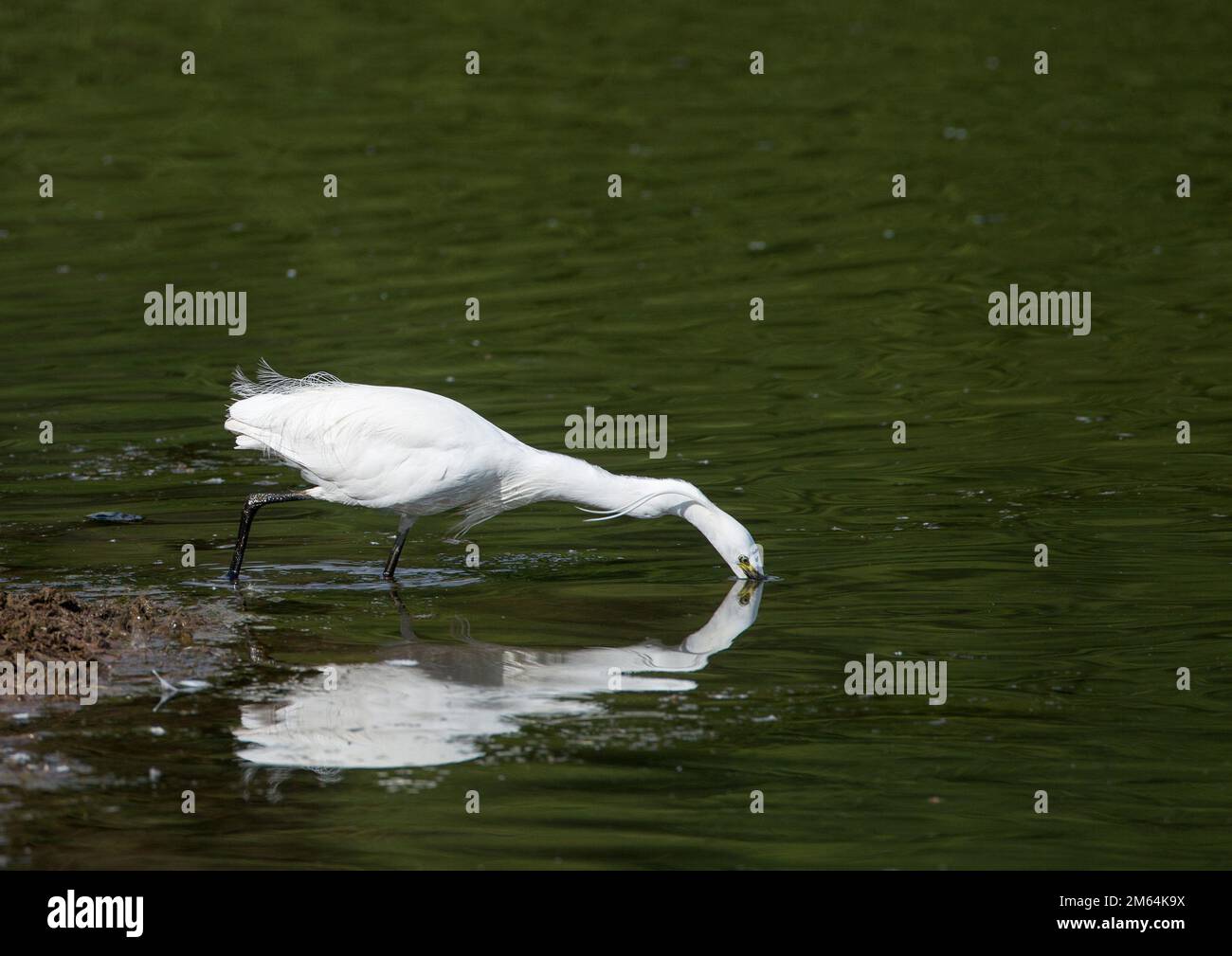 Little Egret Fischen (Egretta garzetta) Stockfoto