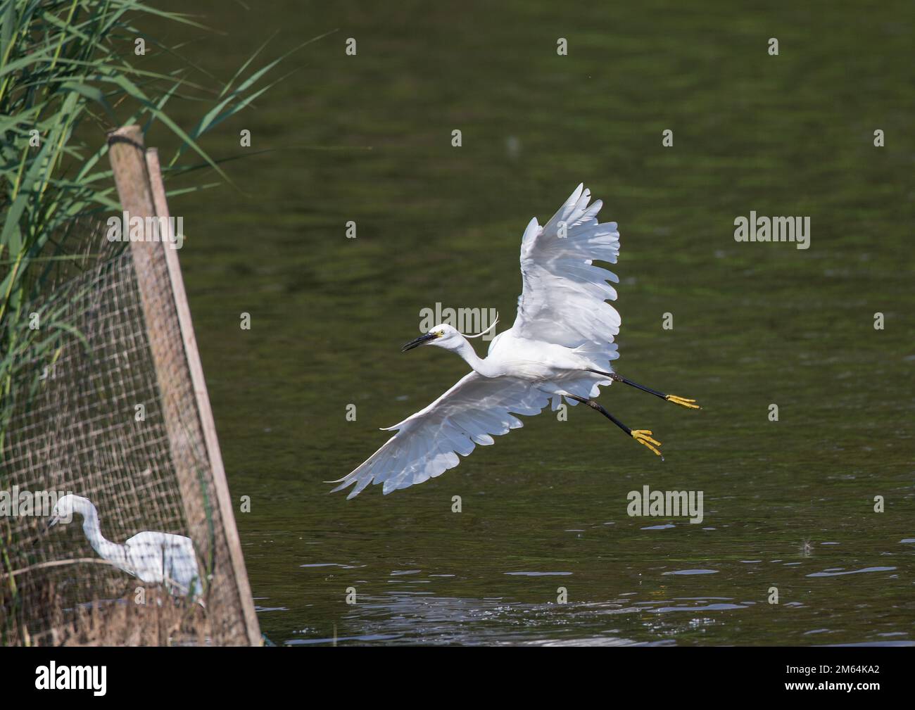 Little Egret im Flug (Egretta garzetta) Stockfoto