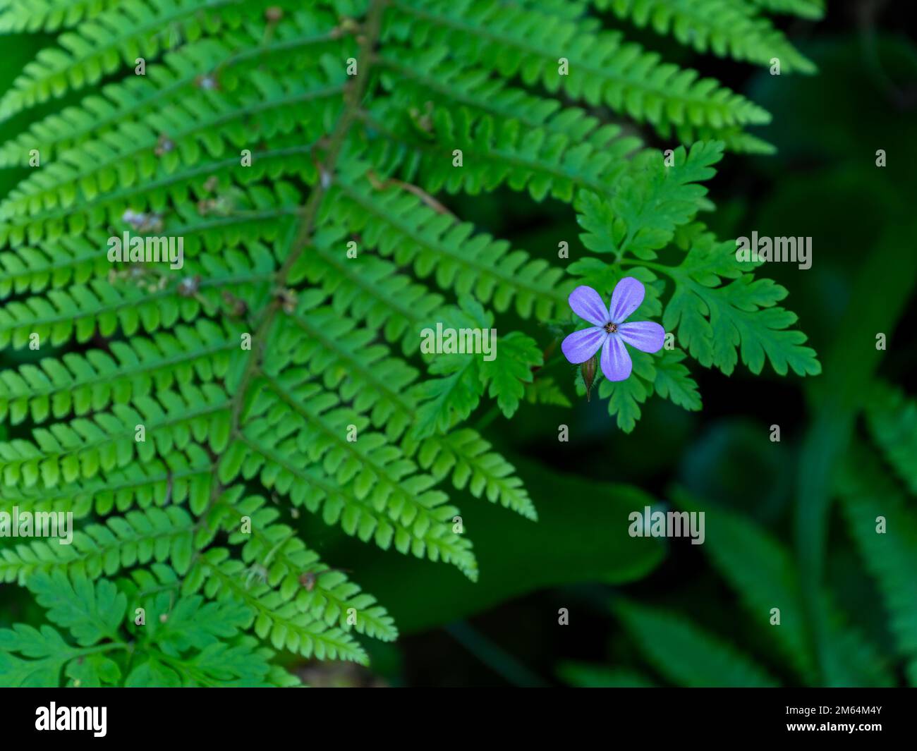 Eine fünfblütige Blume und ein Farnblatt. Schöne Pflanzen. Lila Blume mit grünen Blättern Stockfoto