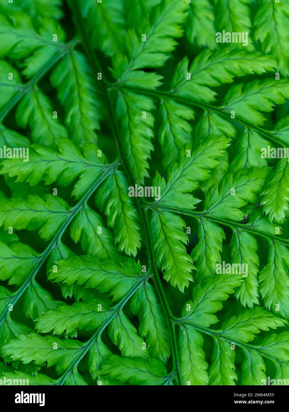 Schöne Blätter eines Farns. Dichtes Laub. Grünfarnpflanze in Nahaufnahme Stockfoto