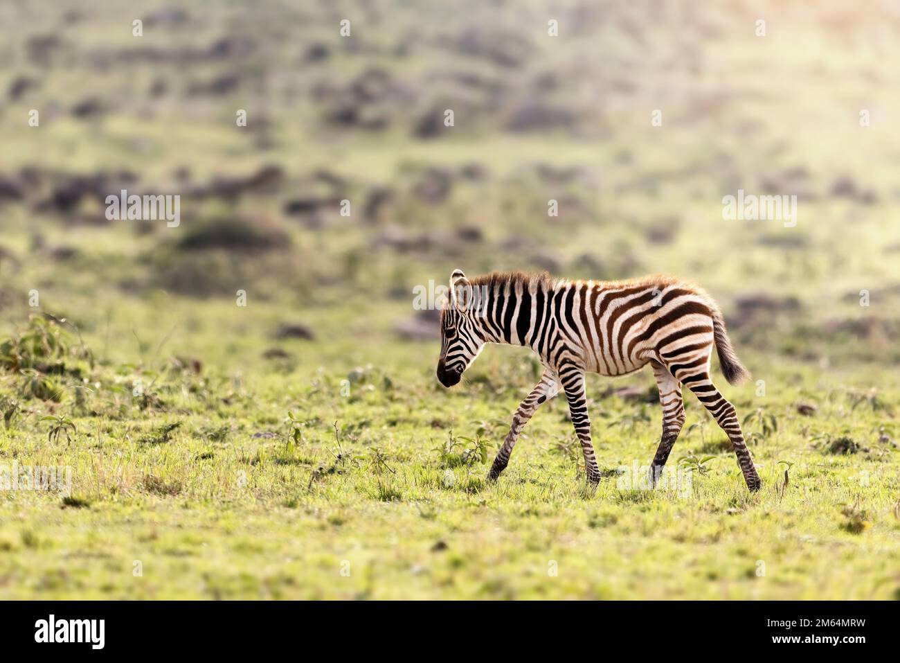 Junger Zebrafohlen, equus Quagga, wandert durch das Grasland der Masai Mara, Kenia, in der Morgensonne. Stockfoto