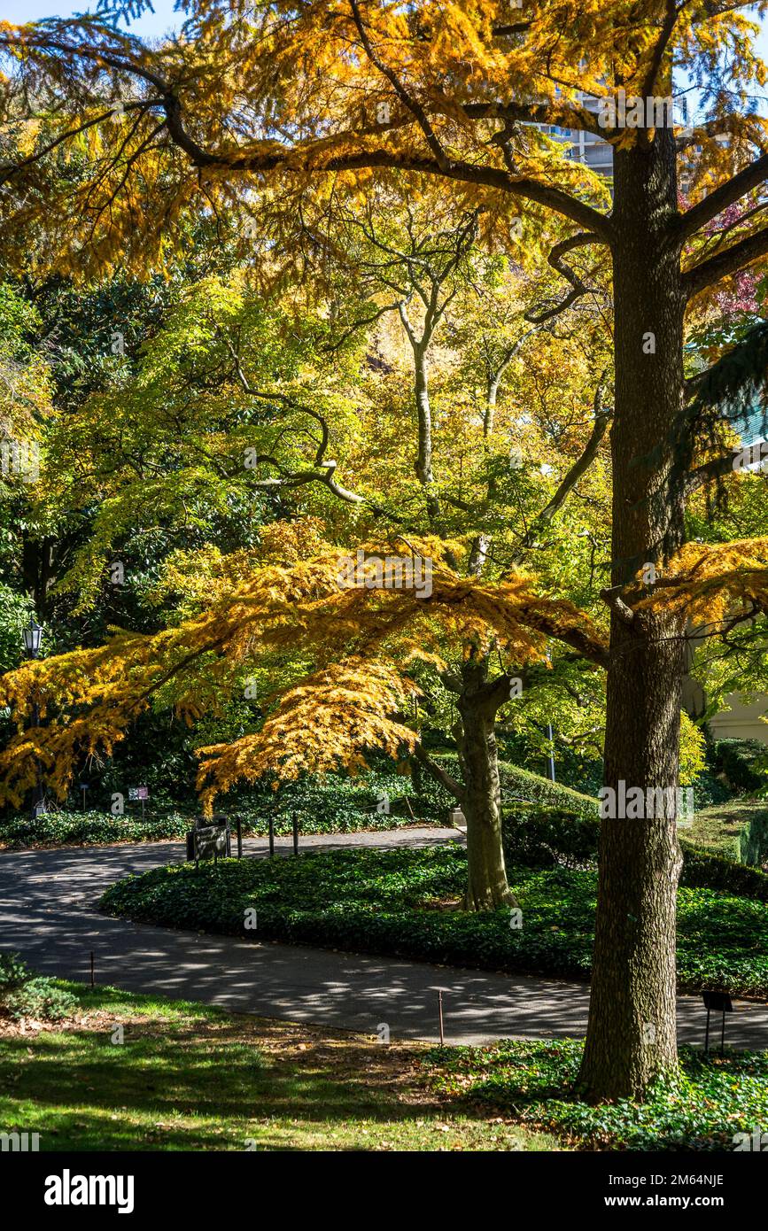 Golden Larch, Familie Pine, Brooklyn Botanic Garden, gegründet 1910, New York City, USA Stockfoto