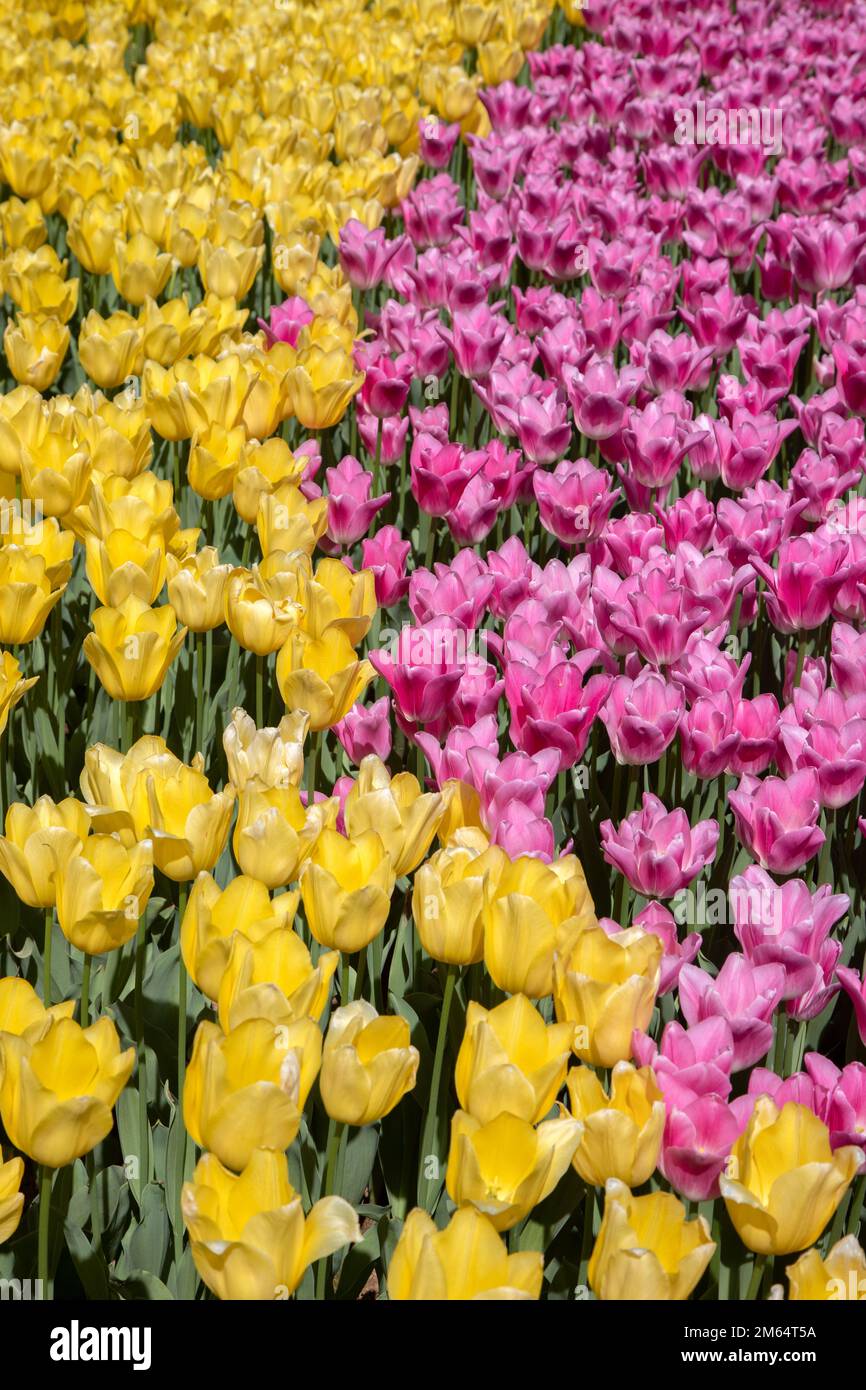 Gelbe und rosa Tulpen im Park Stockfoto