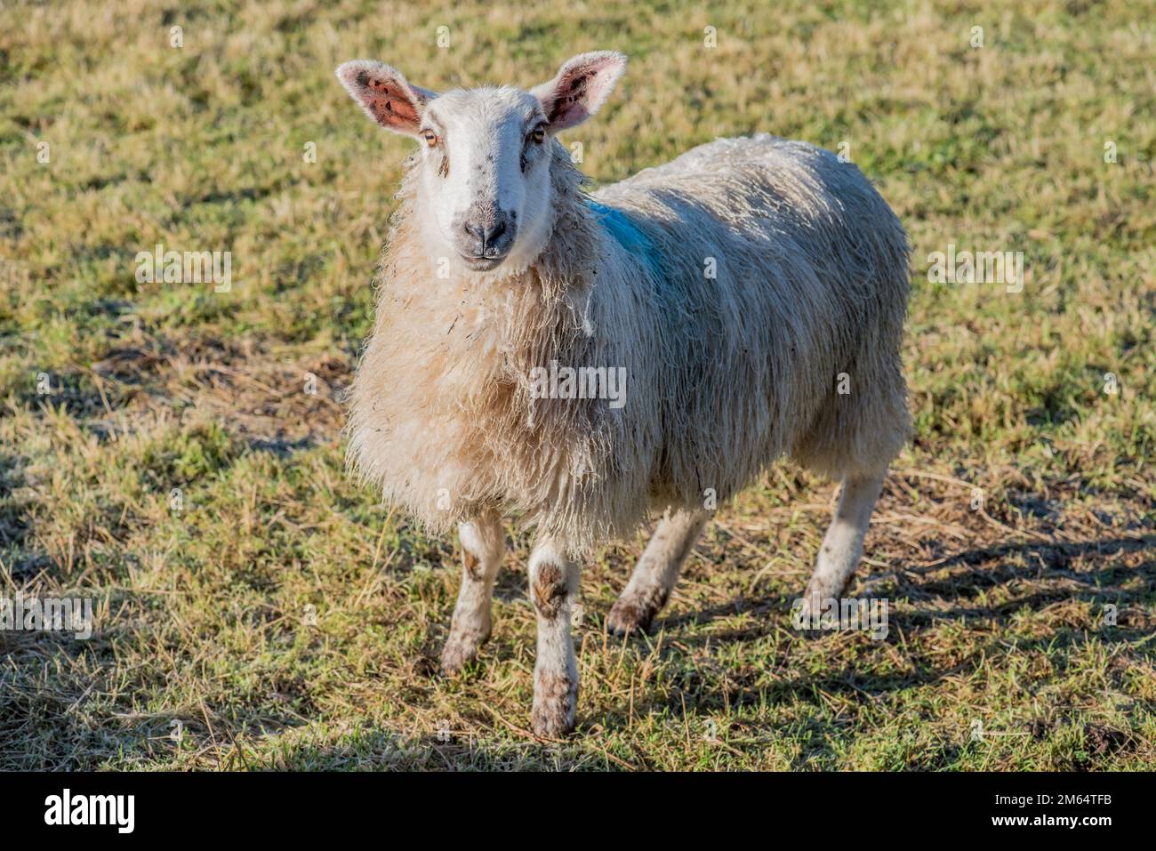 Ein einzelnes Schaf, das vom Rest der Herde abseits steht, im Januar Sonnenschein bei Long Preston. Stockfoto