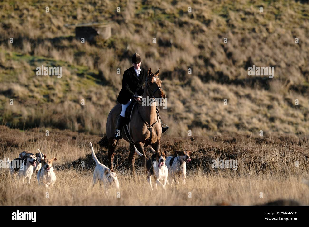 Lauder, Großbritannien. 02. Januar 2023. Die Meisterin der Lauderdale Foxhounds, Claire Bellamy, zusammen mit Jägern und Anhängern auf der traditionellen Neujahrsjagd, die heute, am Montag, den 02. Januar 2023 statt am 1. Stattfindet, da es sich um einen Sonntag, die Wintersonne und den frühen Morgenfrost in den Hügeln rund um Lauder an der schottischen Grenze handelt. ( Kredit: Rob Gray/Alamy Live News Stockfoto