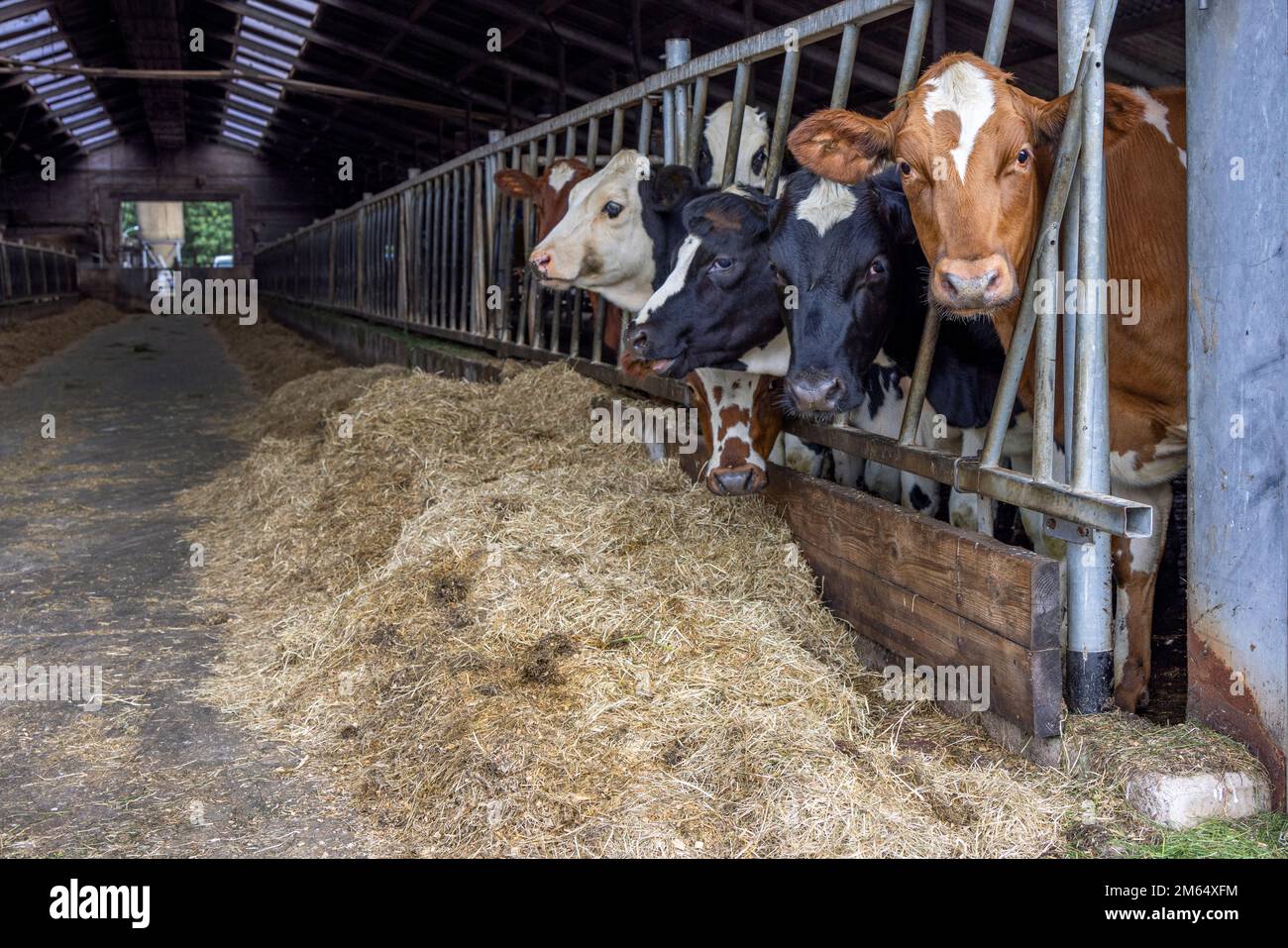 Junge Kühe in einer Scheune in einer Reihe zur Fütterungszeit, die durch Gitter eines Tores in einem Stall gucken, Färsen fressen Heu, Stroh auf der rechten Seite im Stall Stockfoto
