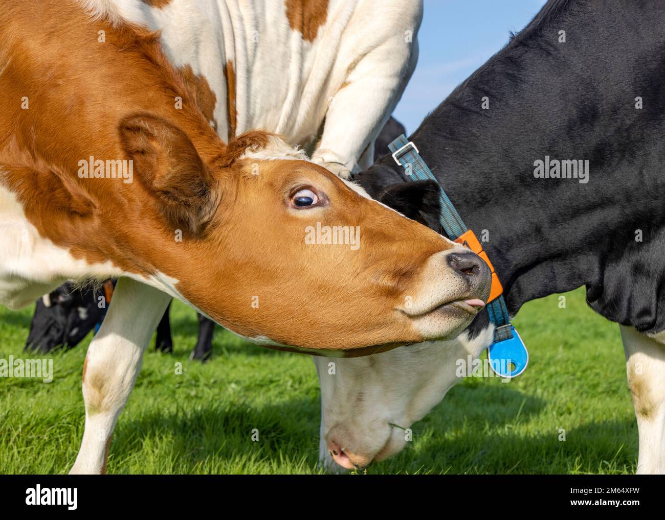 Er streckt den Kuh-Kopf, er grimmt nach unten, braun und weiß, zeigt Zunge und Aussehen Stockfoto