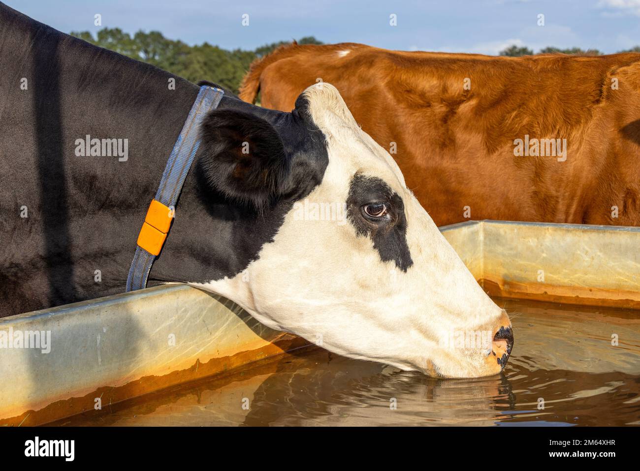 Kuh, die aus einem Wasserbehälter trinkt, schwarz-weißer stehender Kopf in einen großen Trog mit Wasserrimpel auf einer grünen Weide, Stockfoto