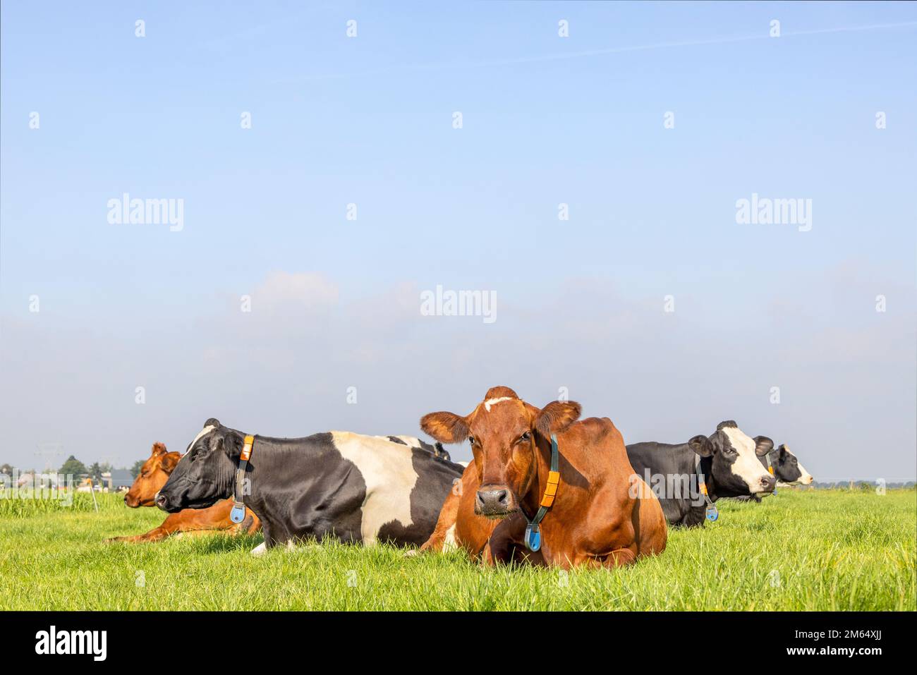 Gruppenkühe, die gemütlich auf einem Wiesenfeld liegen, zufrieden und glücklich Stockfoto