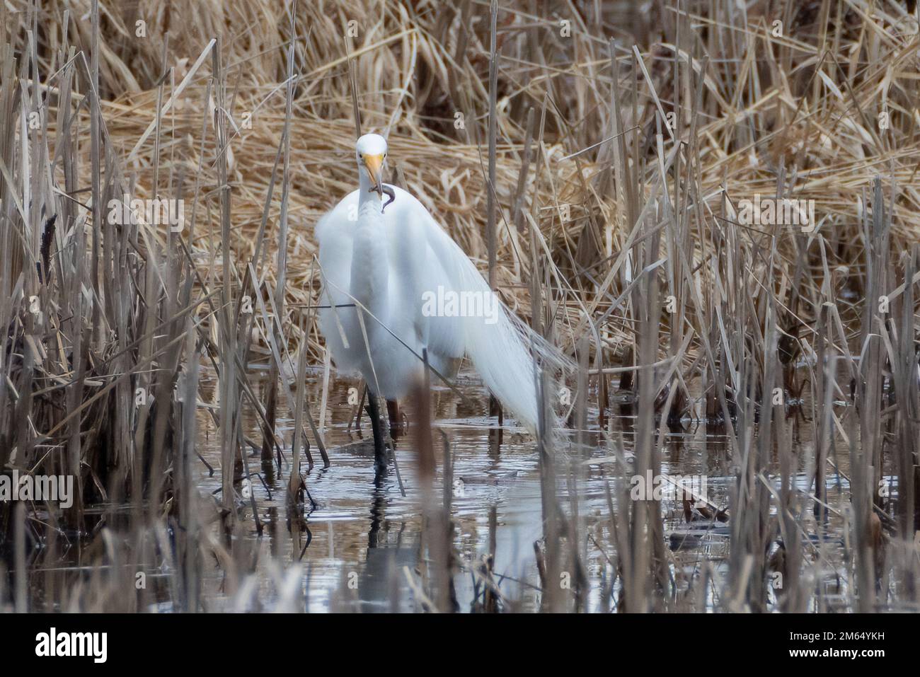 Wunderschöne Snowy Egret Futtersuche im Sumpf mit kleinen Fischen im Schnabel Stockfoto